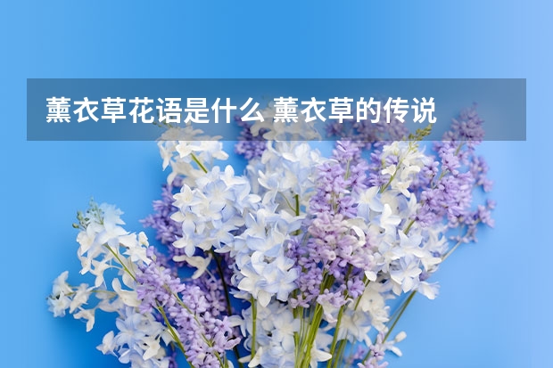 薰衣草花语是什么 薰衣草的传说