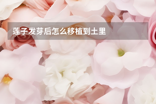 莲子发芽后怎么移植到土里