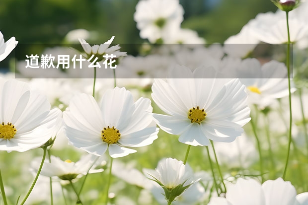 道歉用什么花