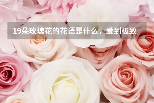 19朵玫瑰花的花语是什么，爱到极致/一生一世只爱你一个