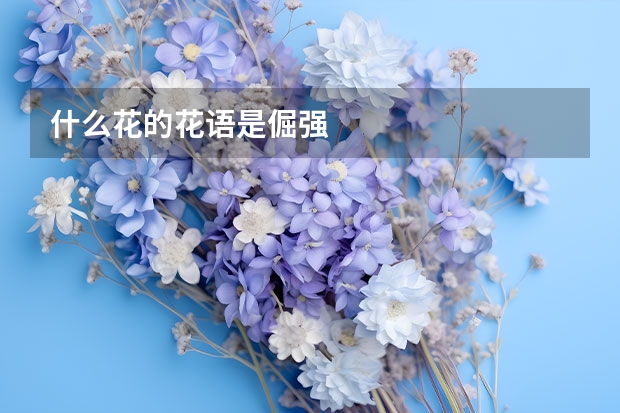 什么花的花语是倔强