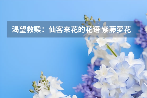 渴望救赎：仙客来花的花语 紫藤萝花语和象征，渴望爱情，为爱而活为爱而死