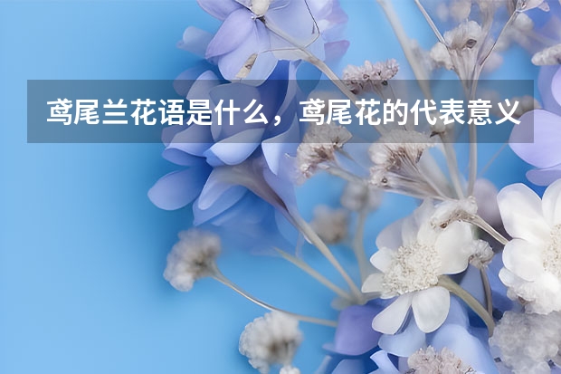 鸢尾兰花语是什么，鸢尾花的代表意义