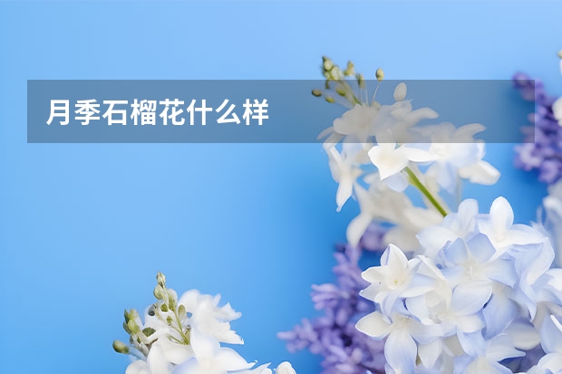 月季石榴花什么样