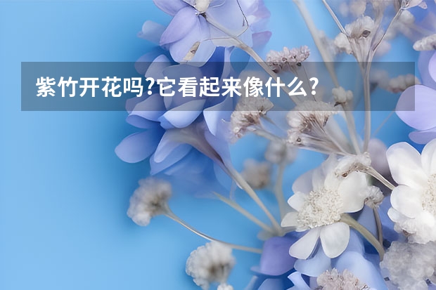 紫竹开花吗?它看起来像什么?