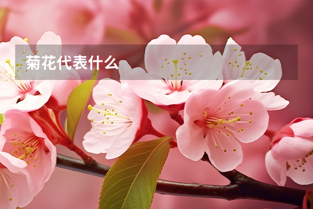 菊花代表什么