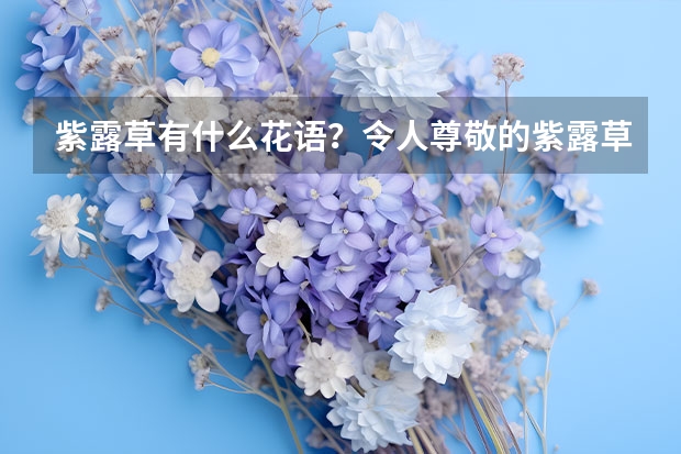 紫露草有什么花语？令人尊敬的紫露草花语！