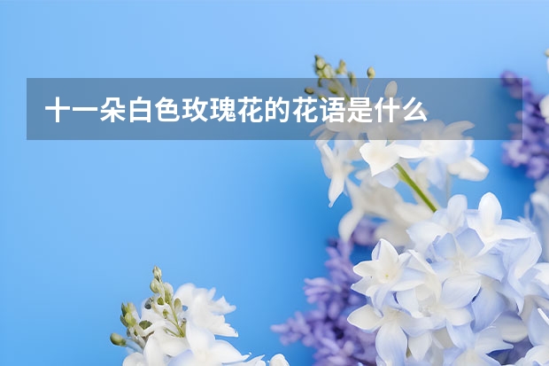 十一朵白色玫瑰花的花语是什么