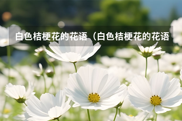 白色桔梗花的花语（白色桔梗花的花语）