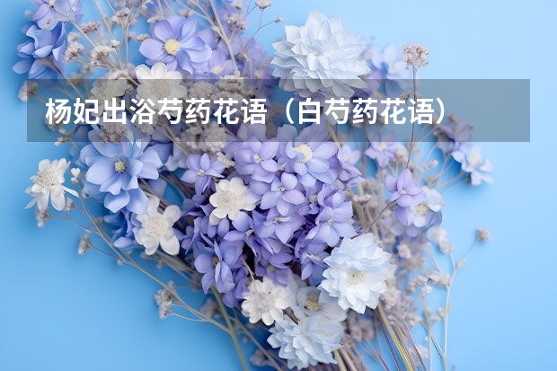 杨妃出浴芍药花语（白芍药花语）