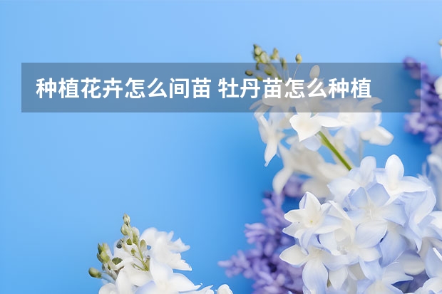 种植花卉怎么间苗 牡丹苗怎么种植