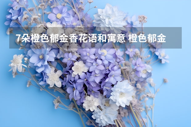 7朵橙色郁金香花语和寓意 橙色郁金香的花语是什么？谢谢