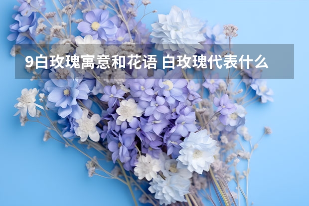 9白玫瑰寓意和花语 白玫瑰代表什么意思