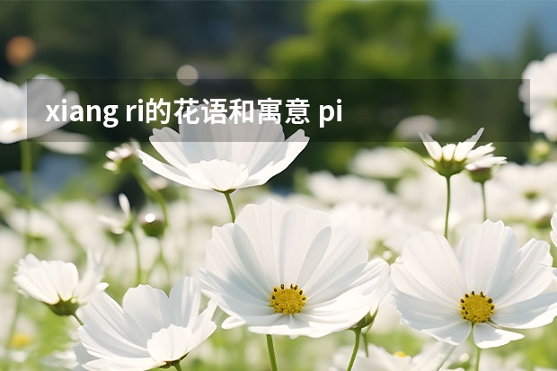 xiang ri的花语和寓意 pizrij有什么寓意